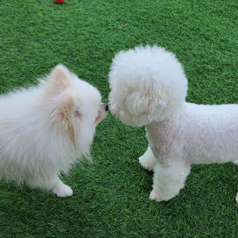 영흥도 글램독에서 수영까지