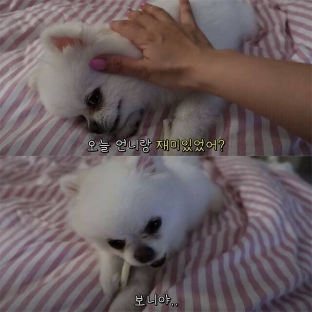 강아지가 지칠때까지 산책을 시킨다면? 