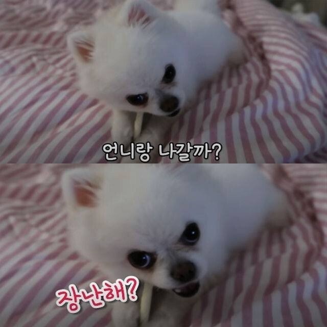강아지가 지칠때까지 산책을 시킨다면? 