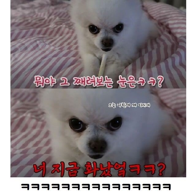 강아지가 지칠때까지 산책을 시킨다면? 