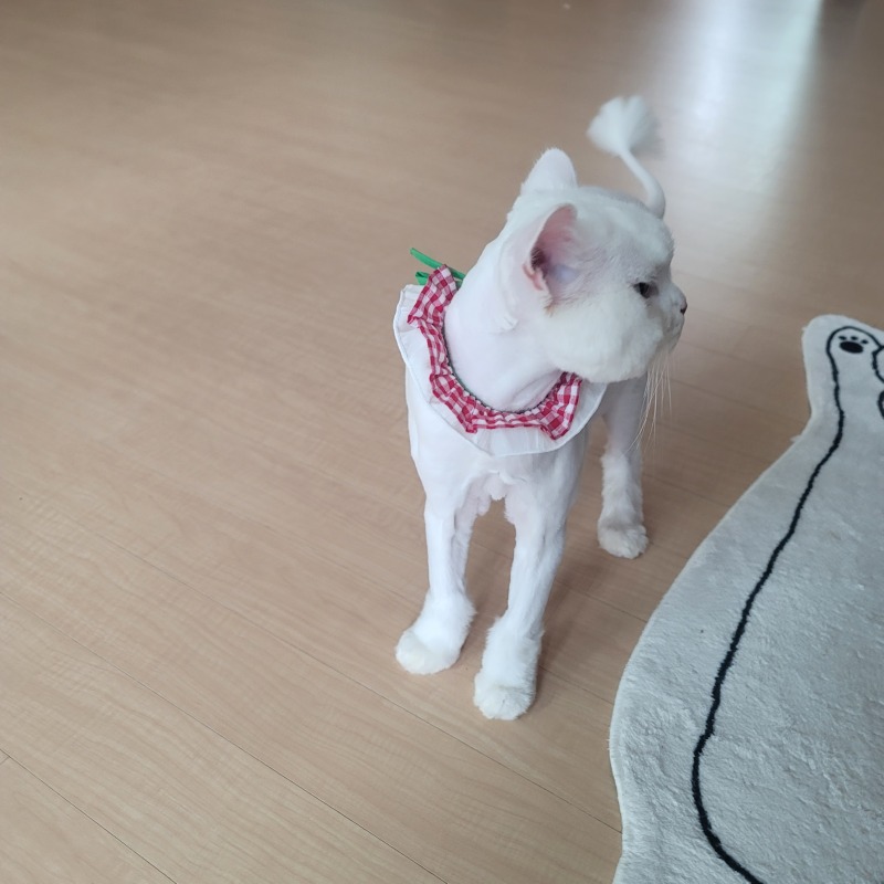 미용하고 긴장했는지 집와서 물 벌컥벌컥~~