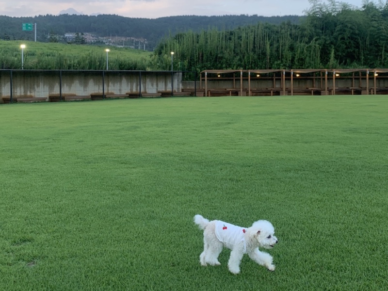 개들랜드 다녀왔어요 ㅎㅎ