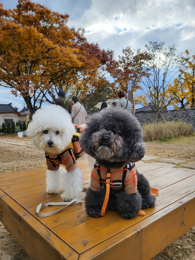 경주 애견동반 가능한 카페솔