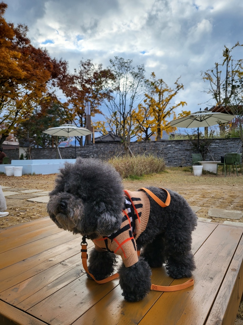 경주 애견동반 가능한 카페솔