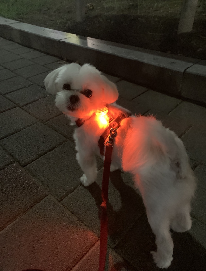 내사랑 만두😍