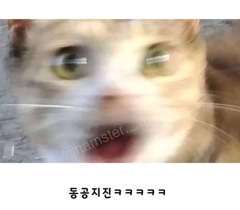 츄르를 발견한 냥이