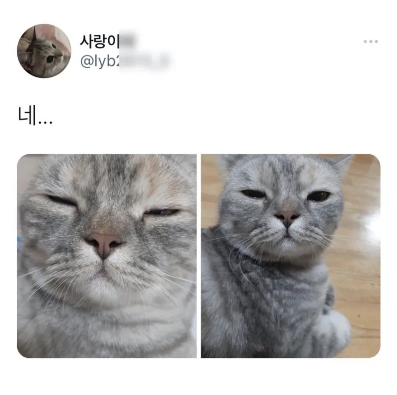 고양이도 자고 일어나면 얼굴이 붓나요?