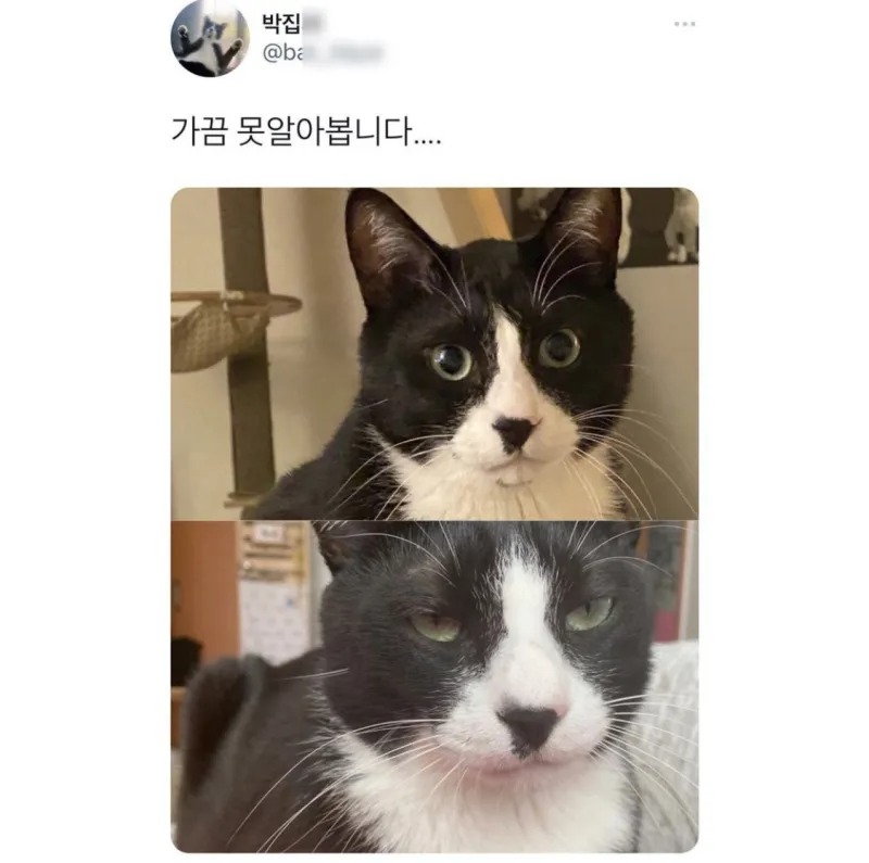 고양이도 자고 일어나면 얼굴이 붓나요?