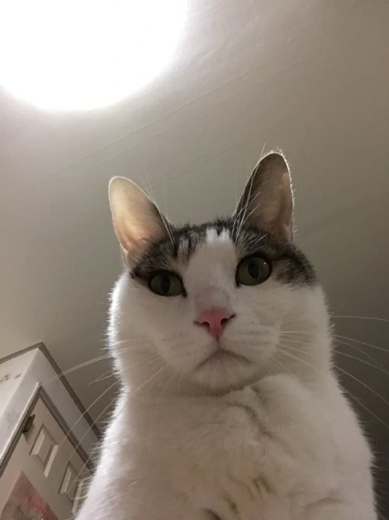 네고불가 고양이.carrot