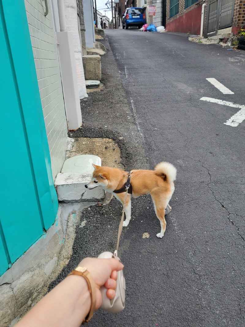 뽀리 입니당~^^