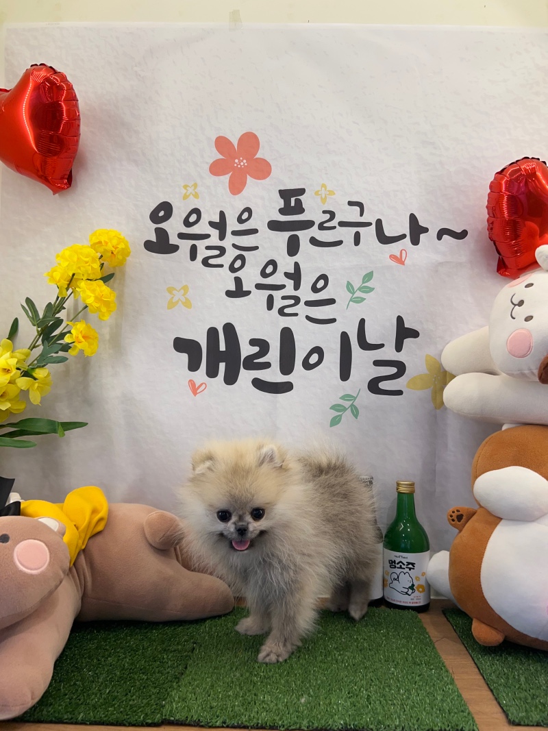부천 옥길동 애견카페 우다다멍