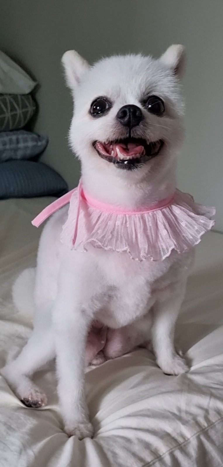 뷰티펫 다녀오고나면 미모가 살아나요