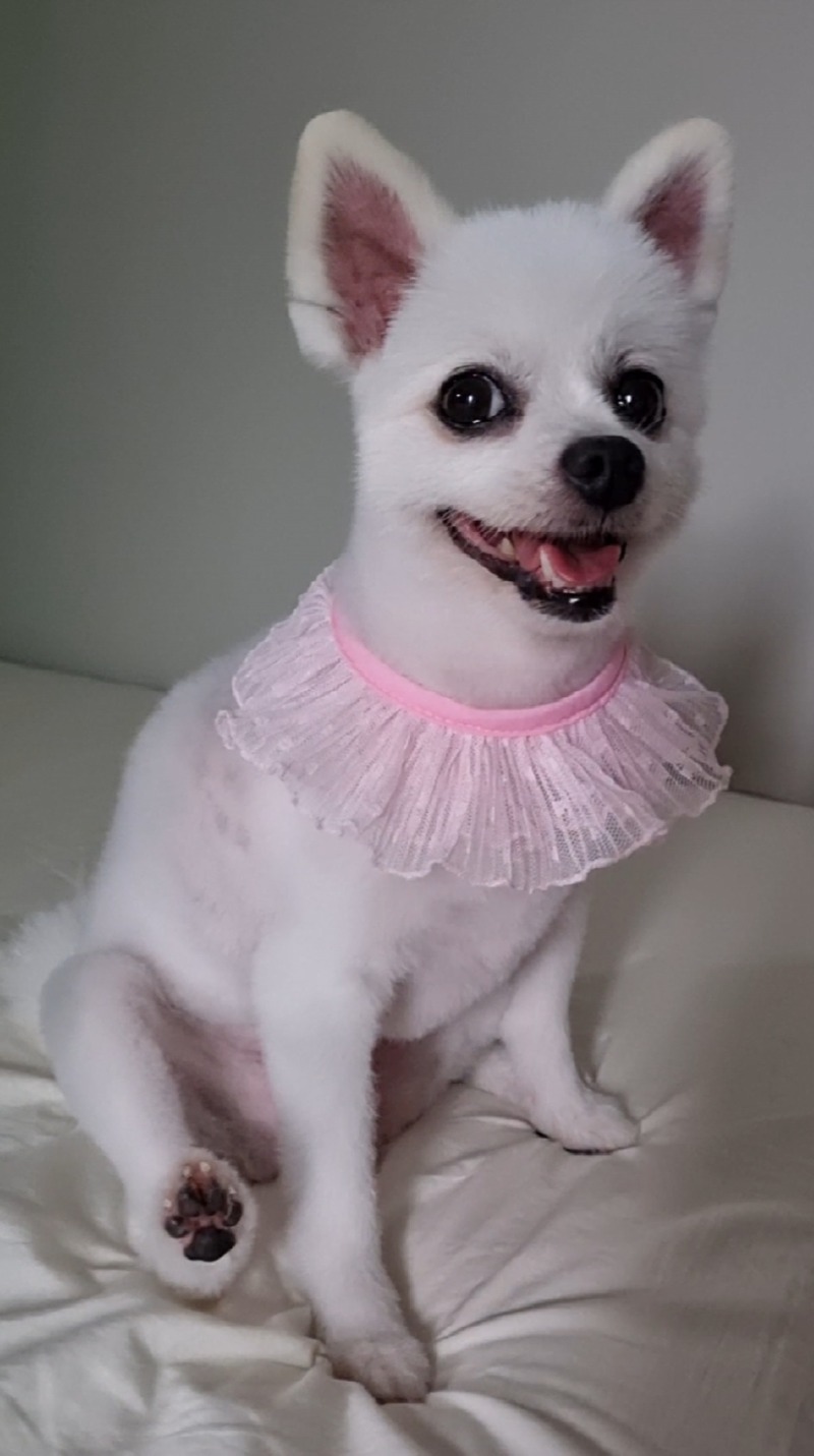 뷰티펫 다녀오고나면 미모가 살아나요