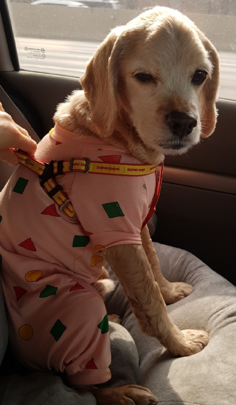 옥정강아지 미용했어요