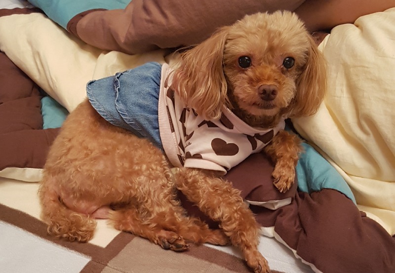 일산 플란다스개 미용실!