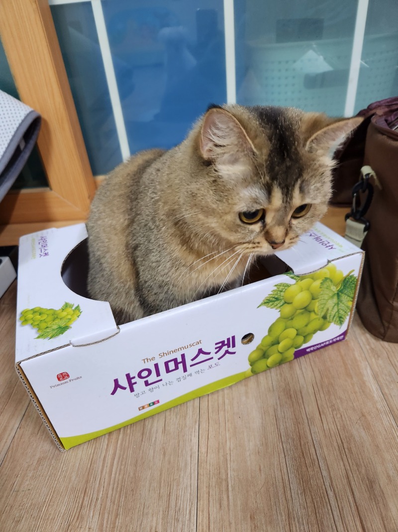 브리티시 숏 헤어 꼬미