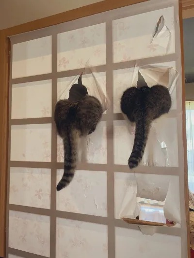 벽걸이냥이