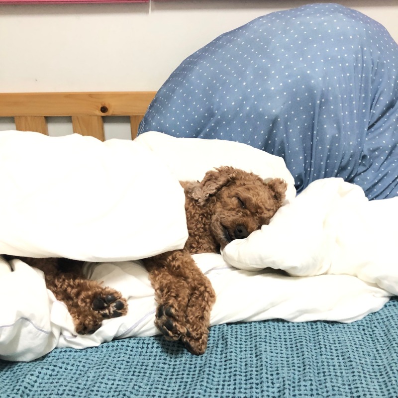 울집 막둥이 웃깁니다.