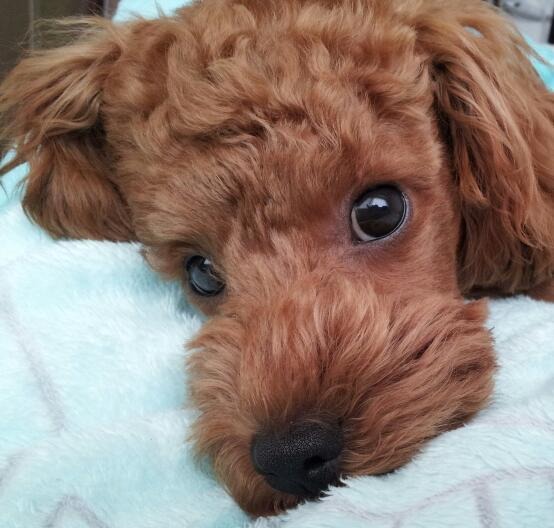 울집 막둥이 웃깁니다.