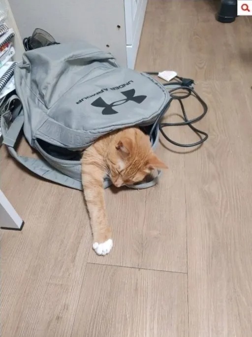고양이 잃어 버릴 뻔..