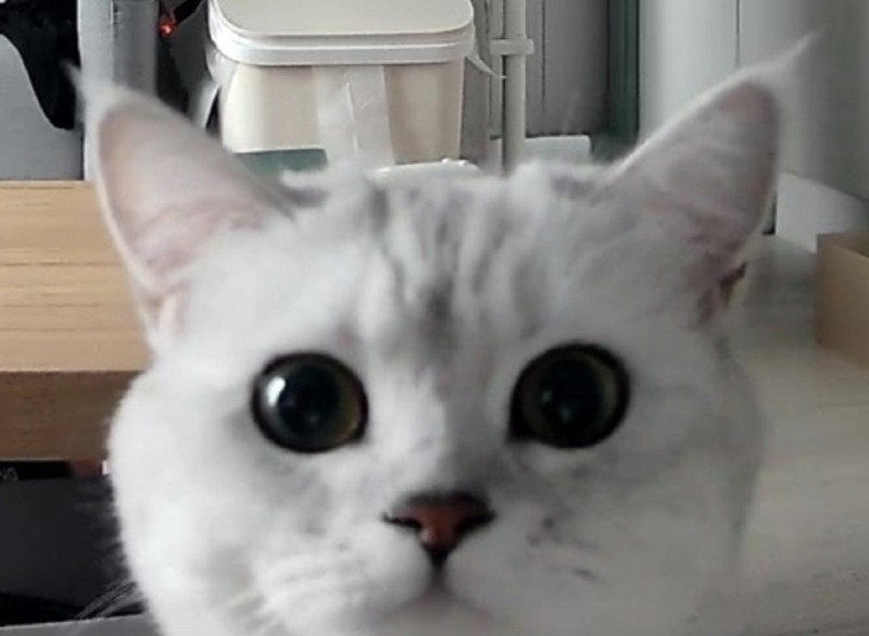 홈캠으로 불러봤어요ㅎㅎ