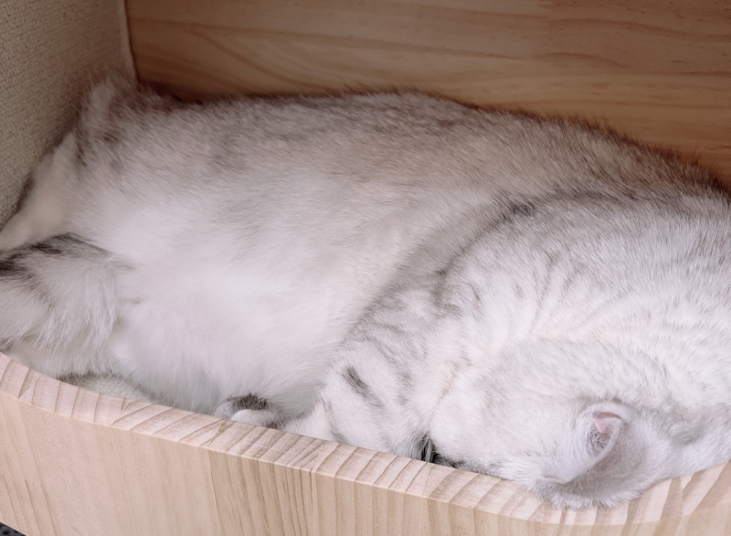 자는 칸쵸