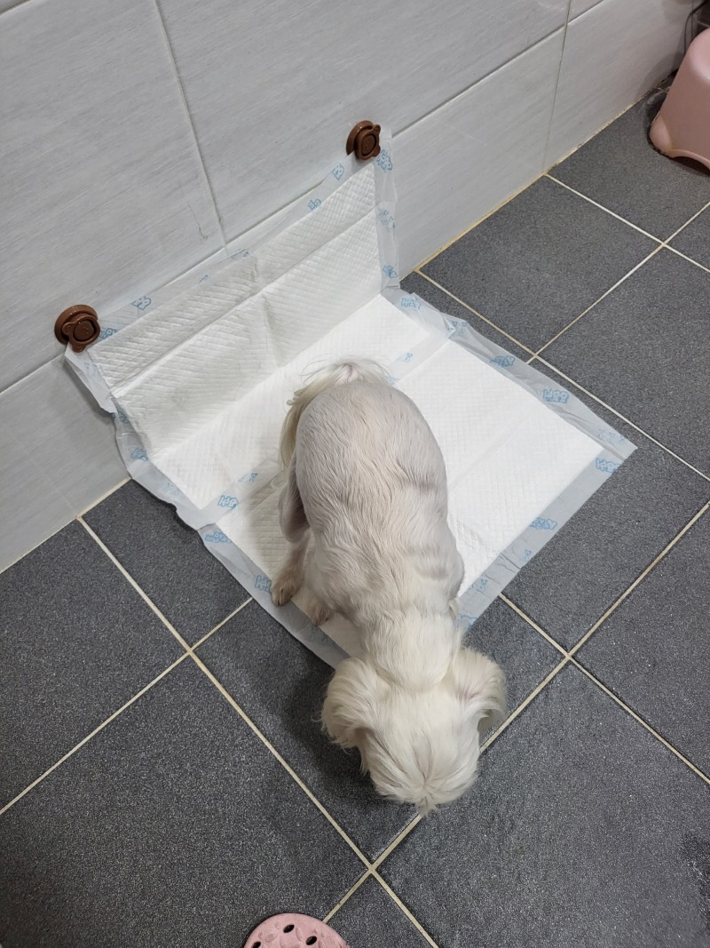 정말 지극히 일상적인데 치명적인 귀여움...