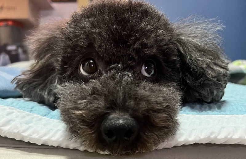 꿈이크는 동물병원 친절하고 꼼꼼히 봐줘요