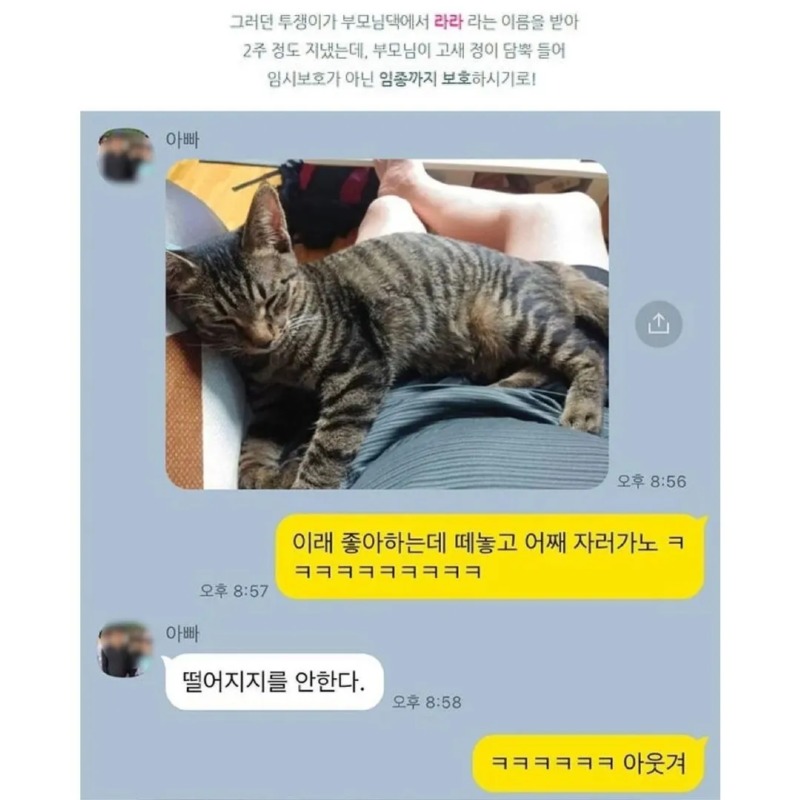 노조에서 키우던 고양이 근황 