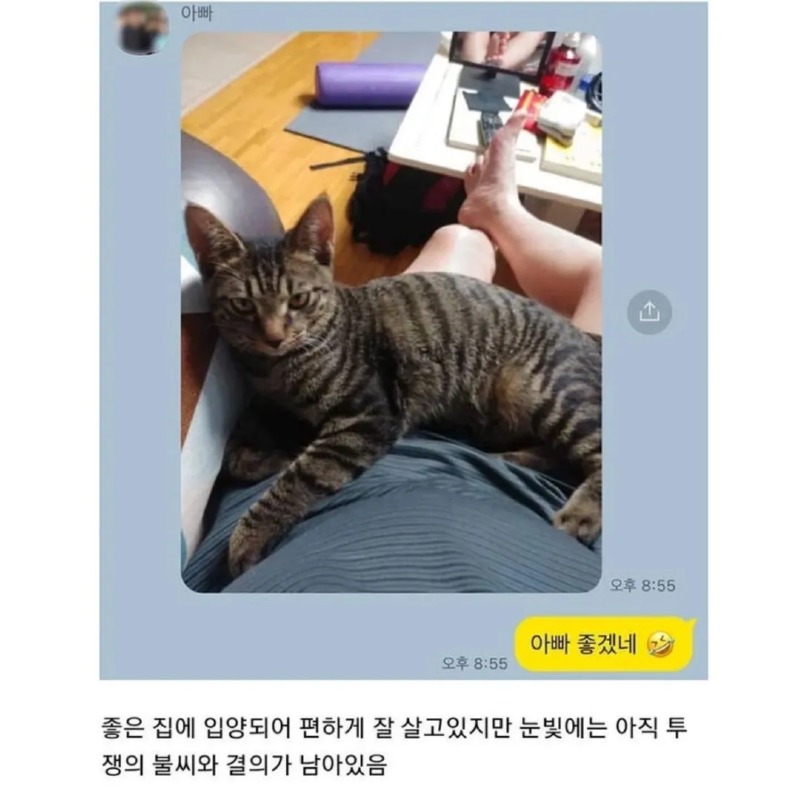 노조에서 키우던 고양이 근황 