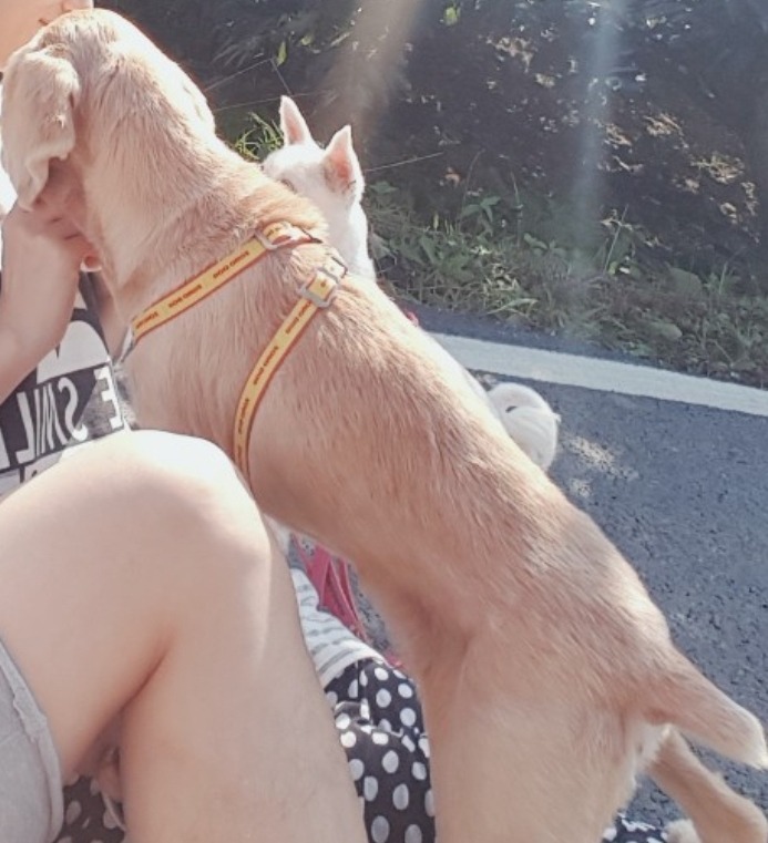 오렌지동물병원에서 귀 치료 받았어요