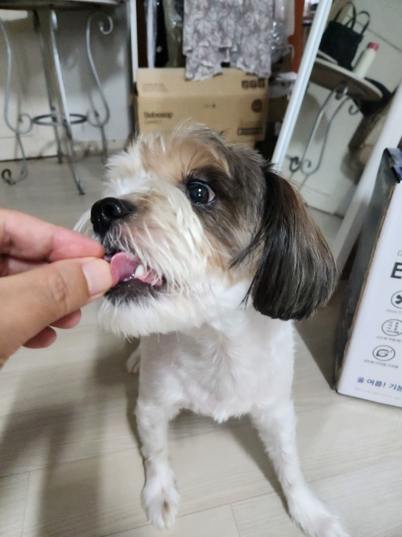 콩이와 하트