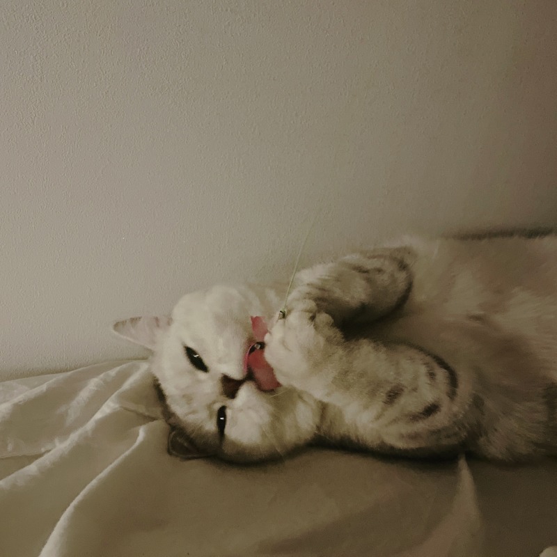 눕방칸쵸