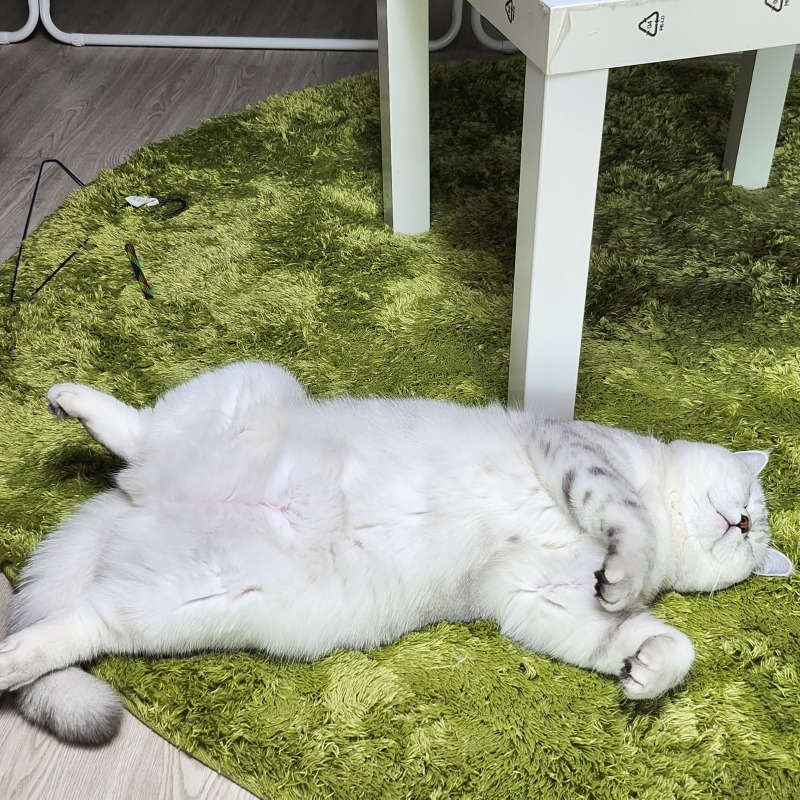사람이냥 고양이냥