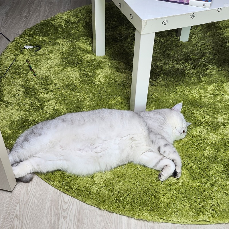 사람이냥 고양이냥