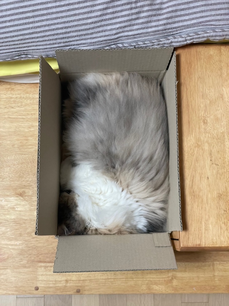 세상 편한 우리집 고영이님