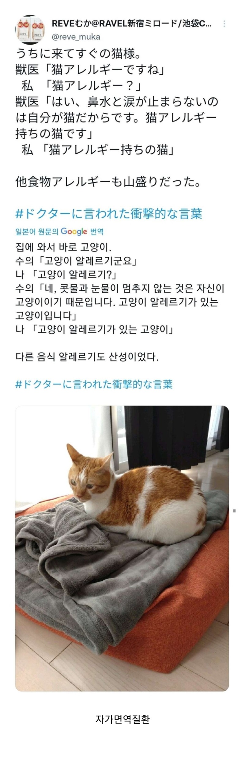 고양이 알레르기 있는 고양이 