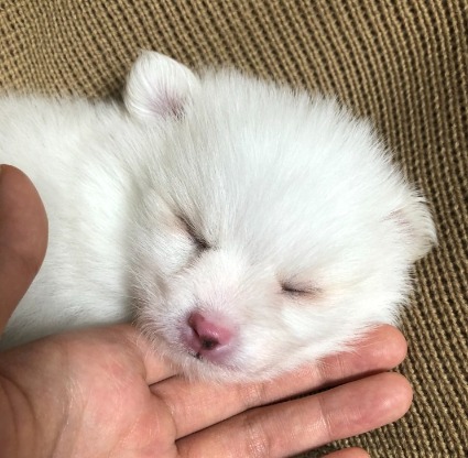 저희집 솜이에요 ㅎㅎ