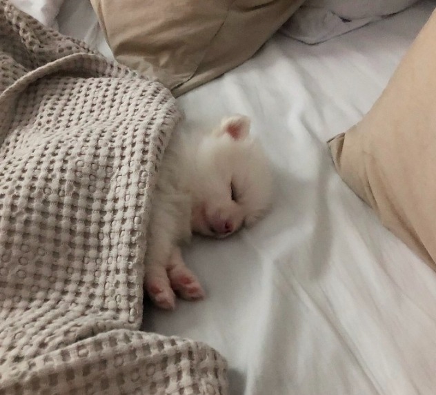 저희집 솜이에요 ㅎㅎ