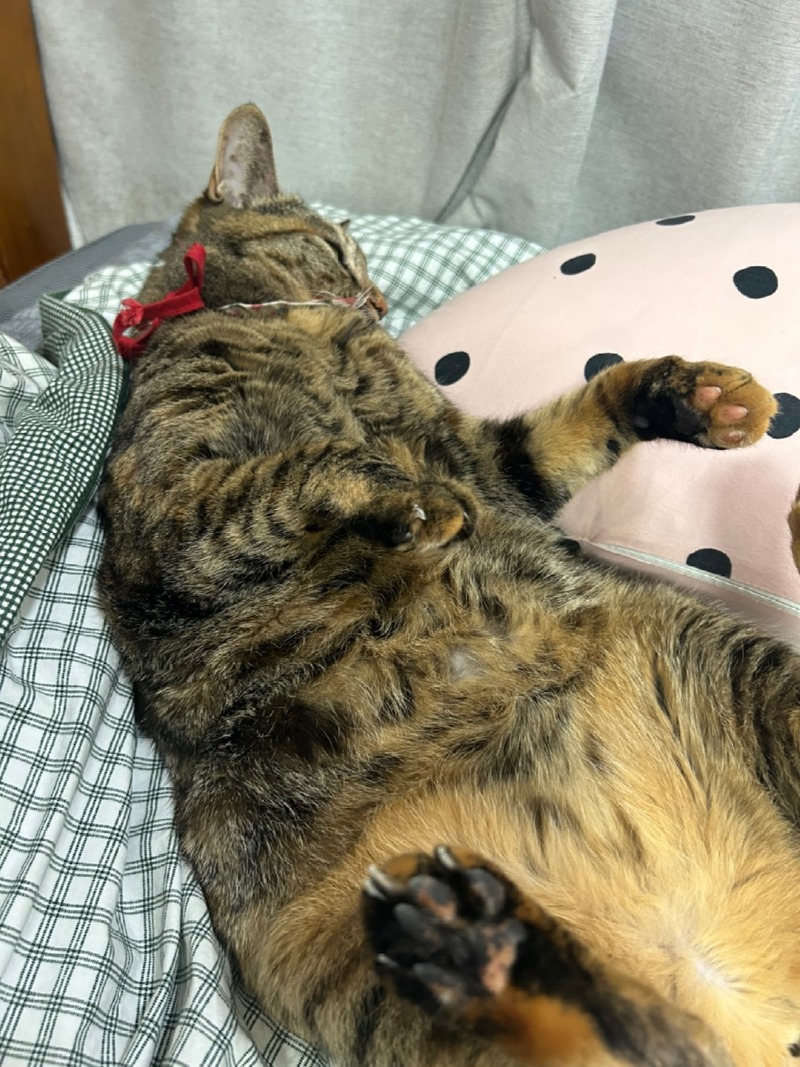 귀차니들 