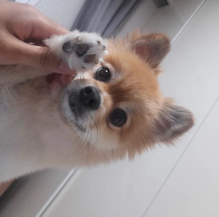 귀여운 밍키