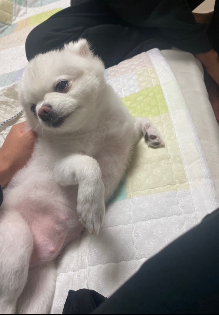 귀여운 밍키