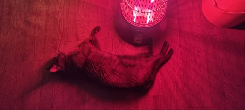 우리 냥이 봐주세요:)