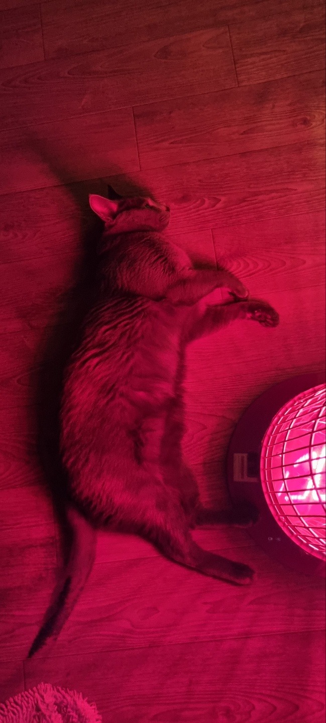우리 냥이 봐주세요:)
