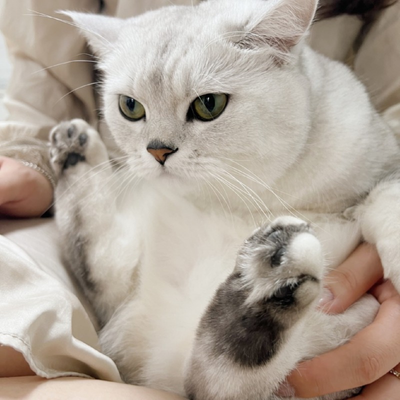 심술난 칸쵸
