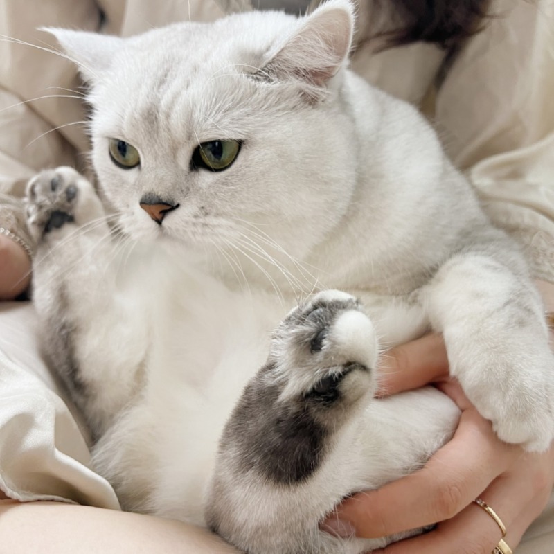 심술난 칸쵸