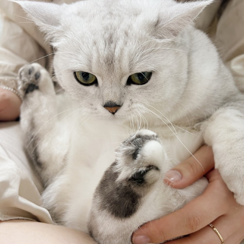 심술난 칸쵸