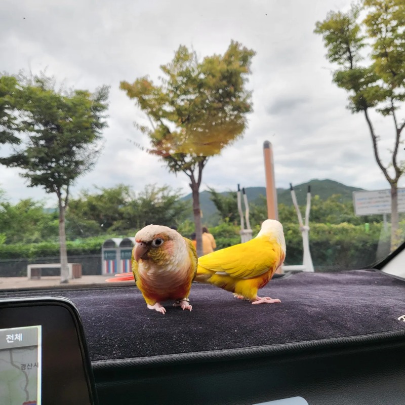 코뉴어 앵무새 키우고 있어요!