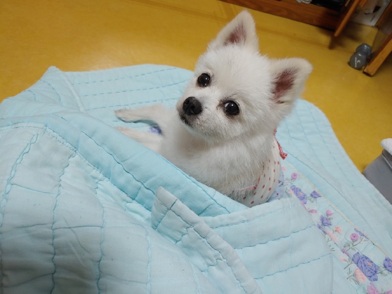 빈스홈밀 애견동반카페 다녀왔어요
