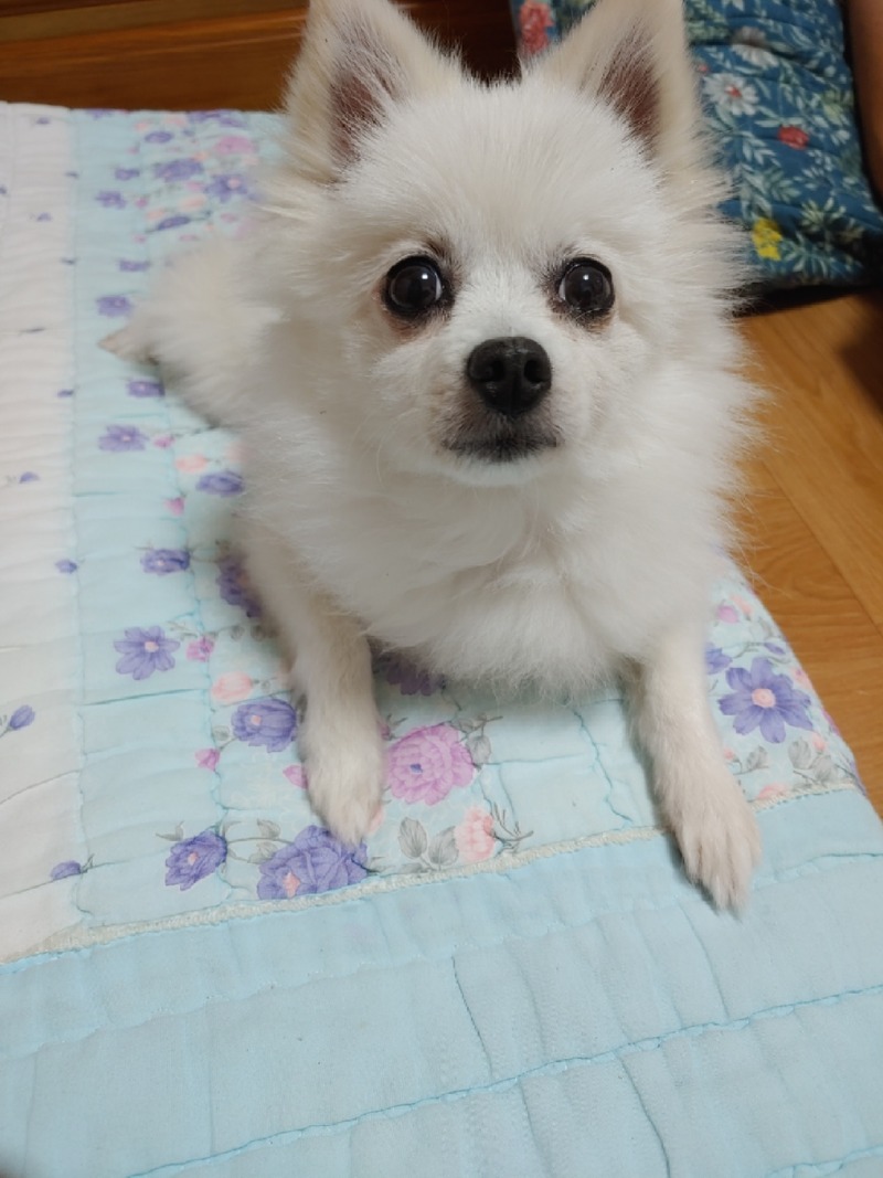 24시 양주힐동물의료센터